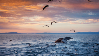 a flock of seagulls flying over a body of water jigsaw puzzle