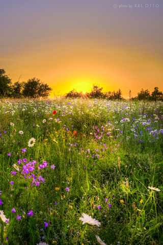 a flower in a field jigsaw puzzle
