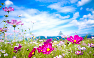 a close up of a flower jigsaw puzzle