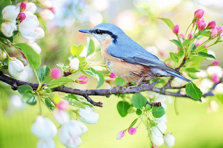 a small bird perched on a tree branch jigsaw puzzle