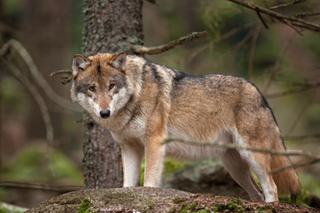 a wolf that is standing in the grass jigsaw puzzle