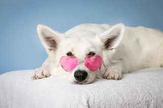 a dog lying on a bed jigsaw puzzle