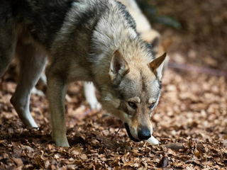 a wolf that is standing in the dirt jigsaw puzzle