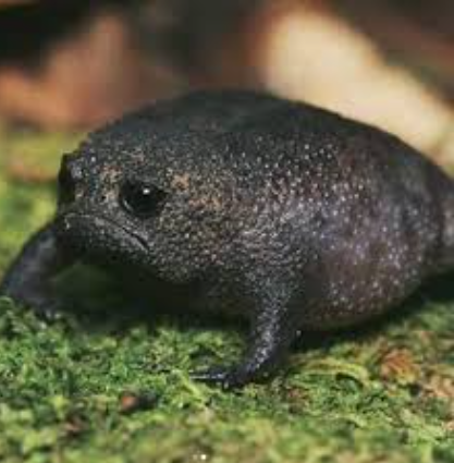 a close up of a frog jigsaw puzzle