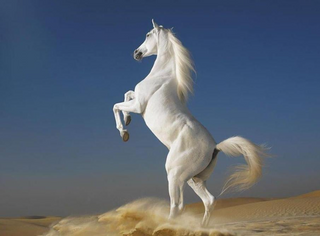 a close up of a horse jigsaw puzzle