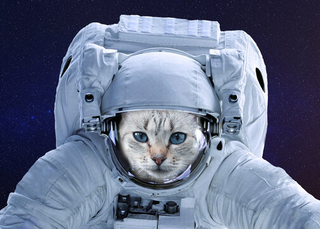 a cat wearing a costume jigsaw puzzle