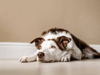 a dog that is lying down and looking at the camera jigsaw puzzle