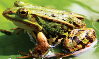 a frog sitting on a table jigsaw puzzle