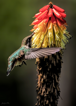a colorful bird perched on top of a tree jigsaw puzzle
