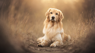 a large brown dog sitting in the grass jigsaw puzzle