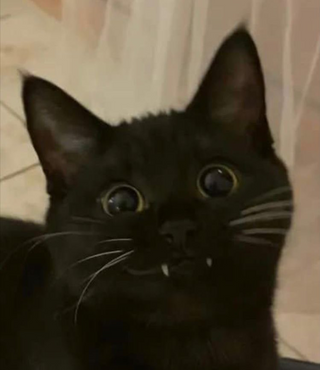 a cat that is looking at the camera jigsaw puzzle