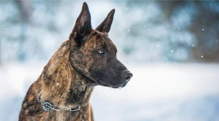 a dog looking at the camera jigsaw puzzle
