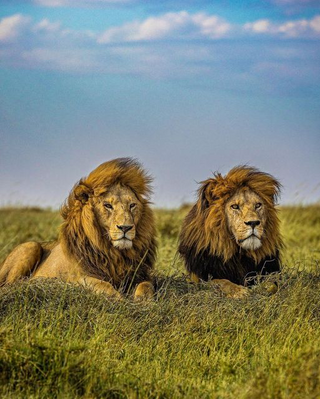 a lion standing on a lush green field jigsaw puzzle