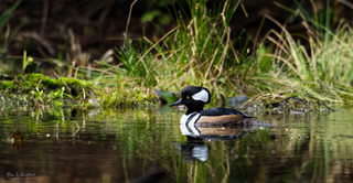 a duck swimming in a body of water jigsaw puzzle
