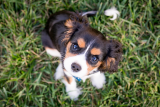 a dog lying on the grass jigsaw puzzle