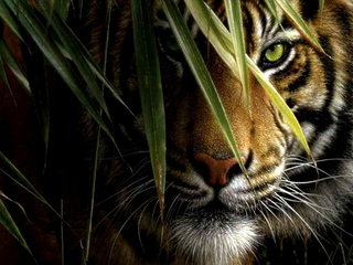a cat that is looking at the camera jigsaw puzzle