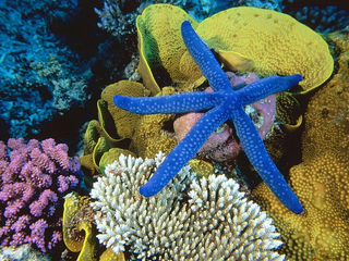 a close up of a coral jigsaw puzzle