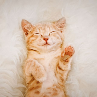 a cat lying on the ground jigsaw puzzle