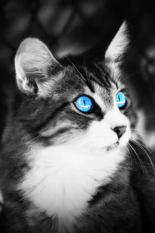 a close up of a cat looking at the camera jigsaw puzzle