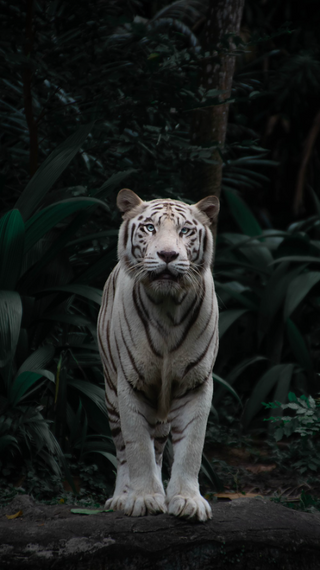a tiger looking at the camera jigsaw puzzle