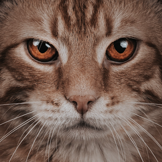 a close up of a cat with blue eyes looking at the camera jigsaw puzzle