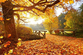 a bench next to a tree jigsaw puzzle