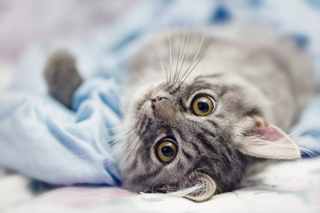 a close up of a cat lying on a bed jigsaw puzzle