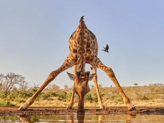 a giraffe standing next to a body of water jigsaw puzzle