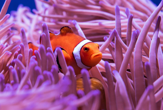 a close up of a fish jigsaw puzzle