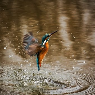 a bird swimming in water jigsaw puzzle