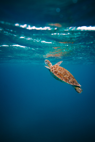 a turtle swimming under water jigsaw puzzle