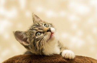 a cat that is lying down and looking at the camera jigsaw puzzle