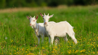 a group of sheep standing on top of a lush green field jigsaw puzzle