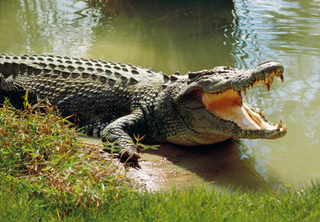 a reptile on a body of water jigsaw puzzle