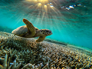 a turtle swimming under water jigsaw puzzle
