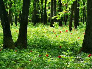 a group of people in a forest jigsaw puzzle