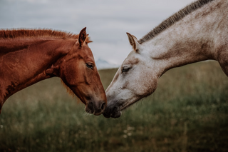 a close up of a horse jigsaw puzzle