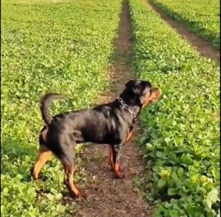 a dog standing on grass jigsaw puzzle