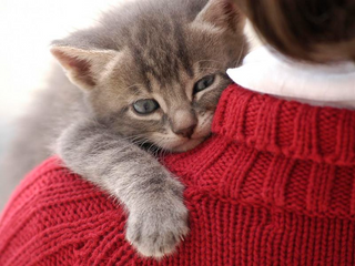 a cat wearing a collared shirt jigsaw puzzle