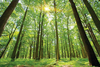 a tree in a wooded area jigsaw puzzle