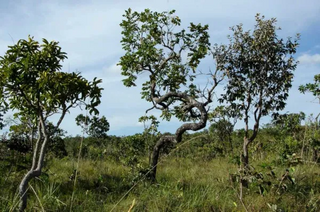 a group of giraffe standing next to a tree jigsaw puzzle