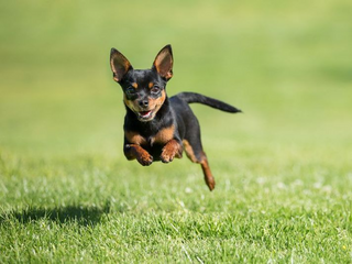 a dog running in the grass jigsaw puzzle