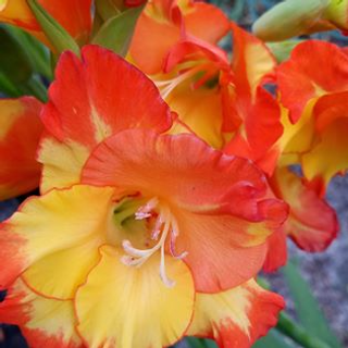 a colorful flower on a plant jigsaw puzzle