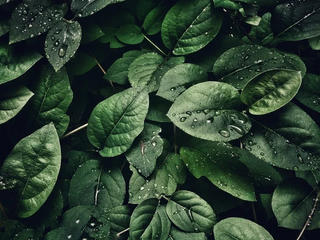 a group of green plants jigsaw puzzle
