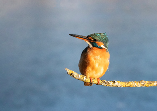 a bird sitting on a branch jigsaw puzzle