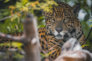 a cat sitting on top of a leopard jigsaw puzzle
