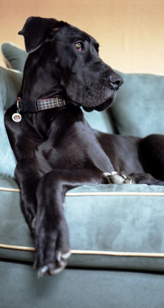 a dog looking at the camera jigsaw puzzle