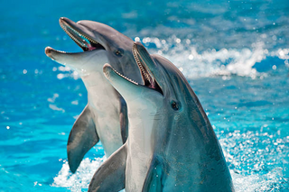 a dolphin jumping out of the water jigsaw puzzle