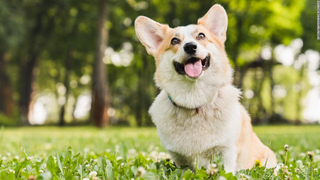 a close up of a dog with a frisbee in a park jigsaw puzzle