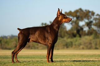a brown horse standing on top of a grass covered field jigsaw puzzle